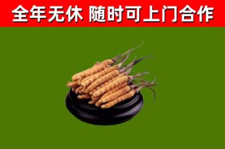 汤原县回收散虫草